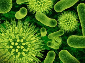 паразиты и бактерии