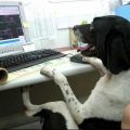 собака в офисе на работе
