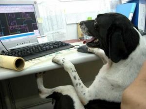 собака в офисе на работе