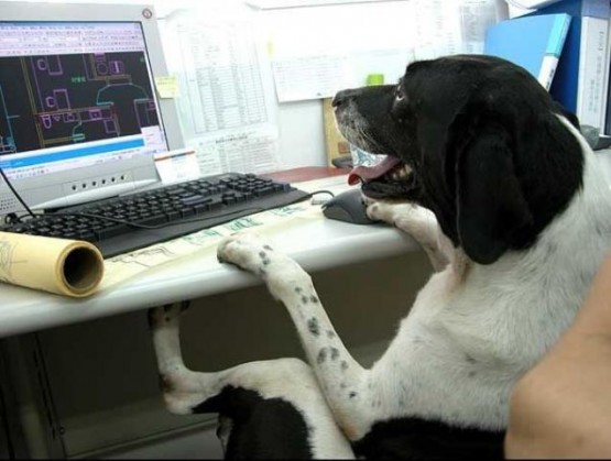 собака в офисе на работе